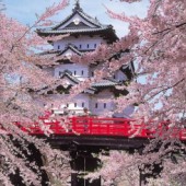 Hành trình về phía Đông Bắc nước Nhật ngắm hoa anh đào